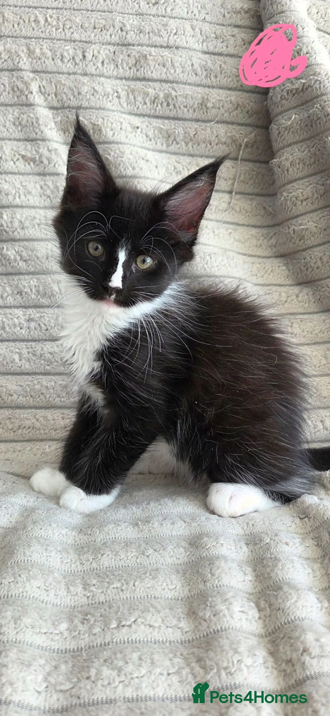 Maine Coon cats for sale: Maine coon 🐱🐱 only 2 left 🐱🐱 - Advert 16