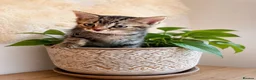 Mixed Breed cats for sale: Beautiful & very social kittens for sale in Northwich - Advert 8