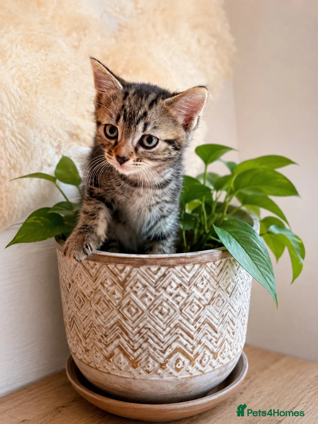 Mixed Breed cats for sale: Beautiful & very social kittens for sale in Northwich - Advert 8