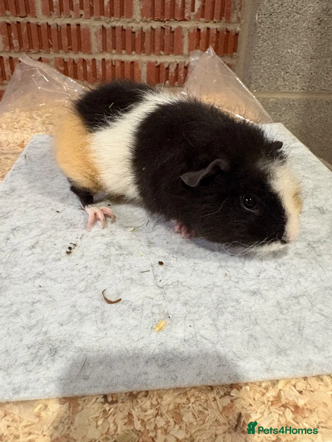 Guinea Pig rodents for sale: Bonded guinea pigs - mixed ages - Advert 8