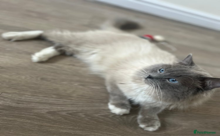 Ragdoll cats - Advert 11
