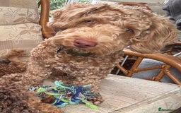 Mixed Breed dogs for sale: Little Joey - Image 4