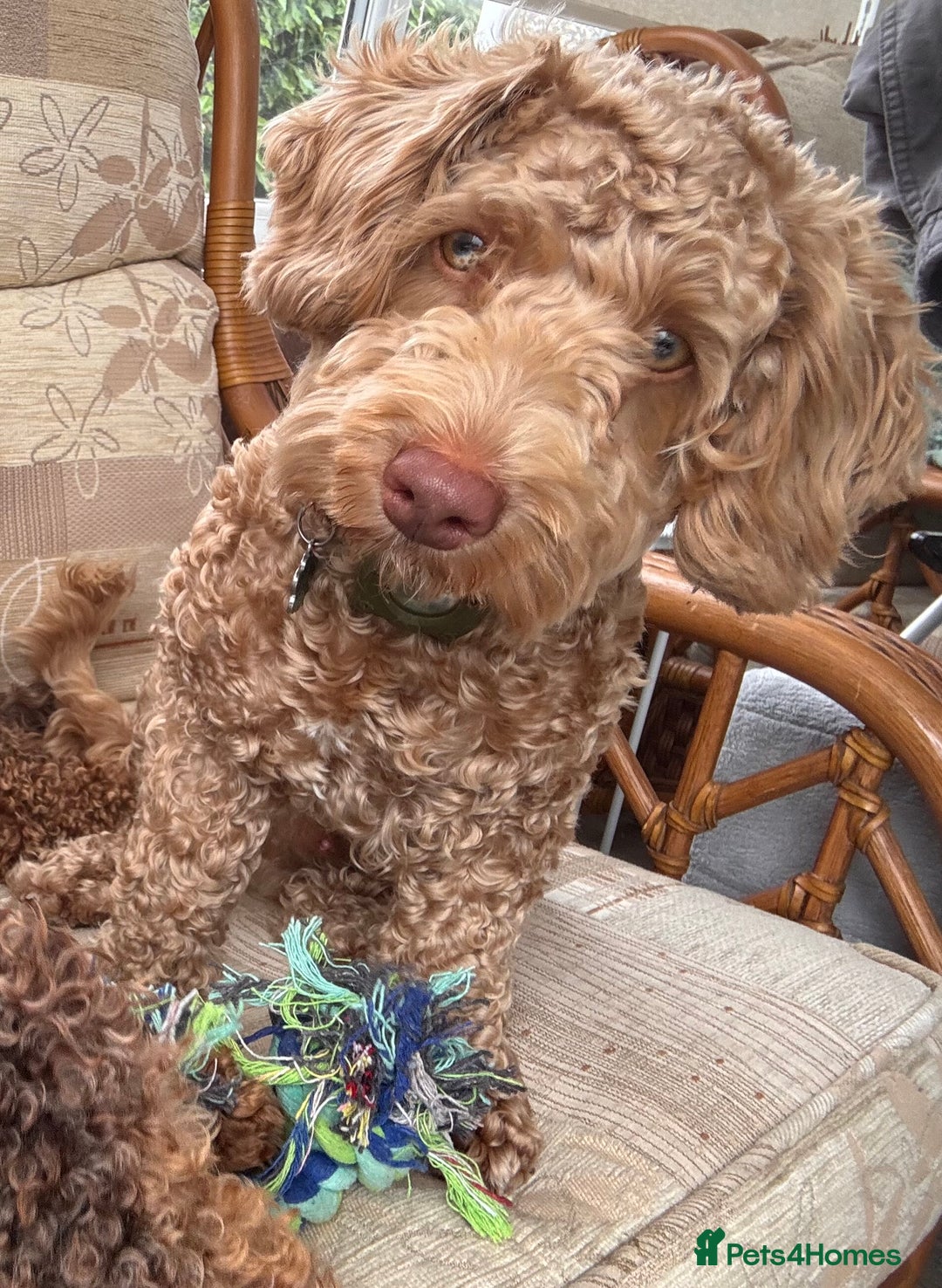 Mixed Breed dogs for sale: Little Joey - Image 4