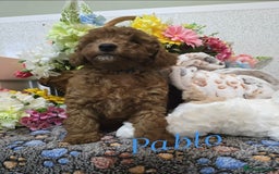 Toy Poodle dogs for sale: Kc reg deep red toy poodle council licensed  - Image 26