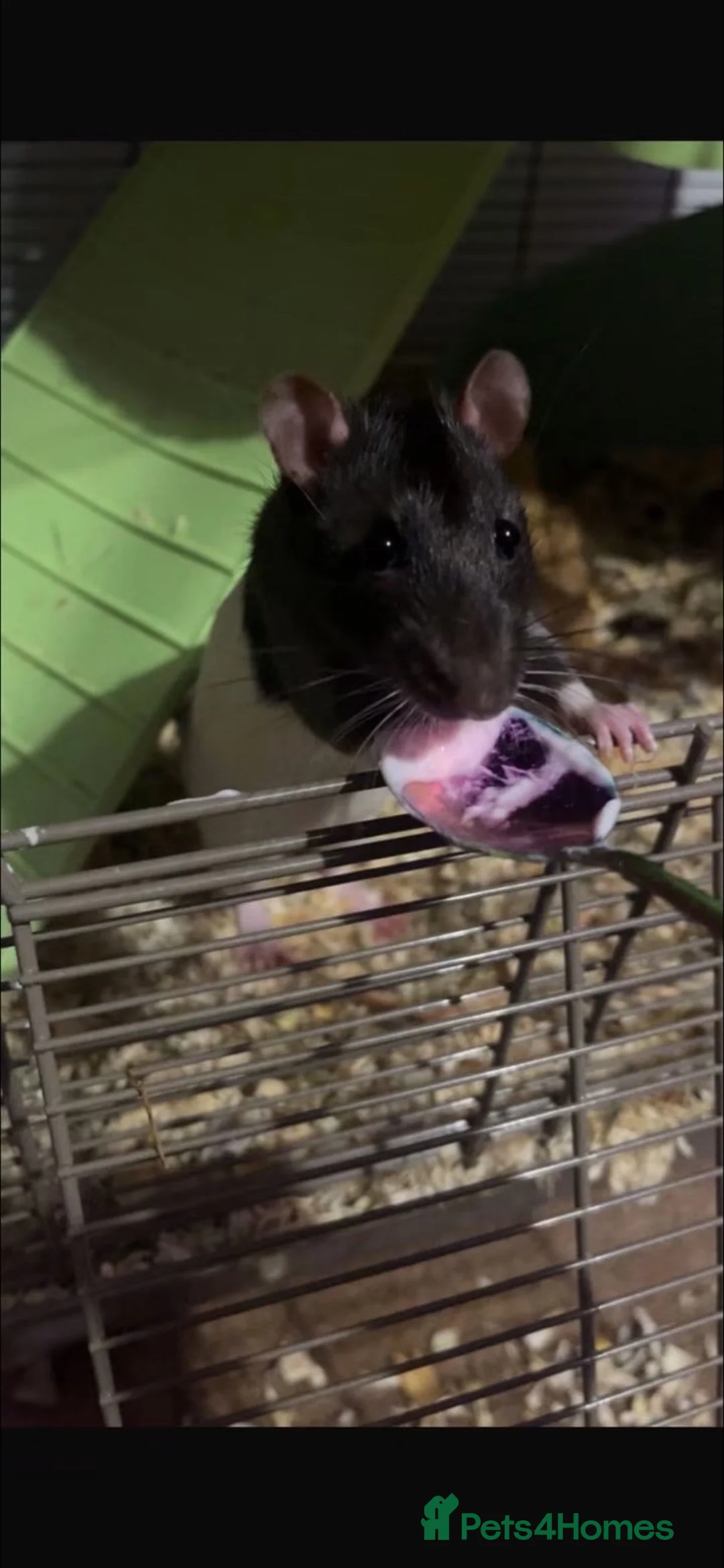 Rat rodents for sale: Two male rats  in Newcastle - Advert 2