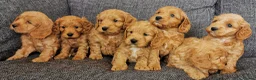 Cockapoo dogs for sale: Superb top quality F1 Cockapoos  - Advert 4