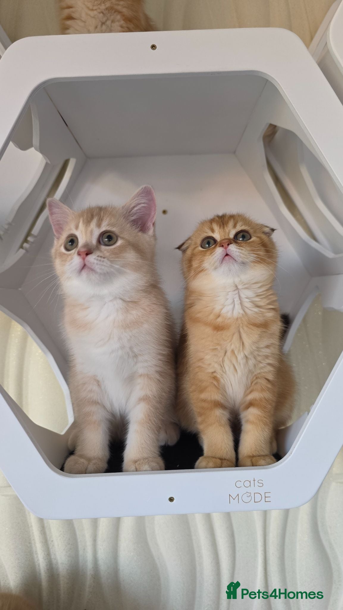 Scottish Fold cats READY NOW Instagram Famous Kittens - Advert 2