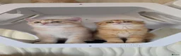 Scottish Fold cats for sale: Purebred kitten, best in UK - Advert 3