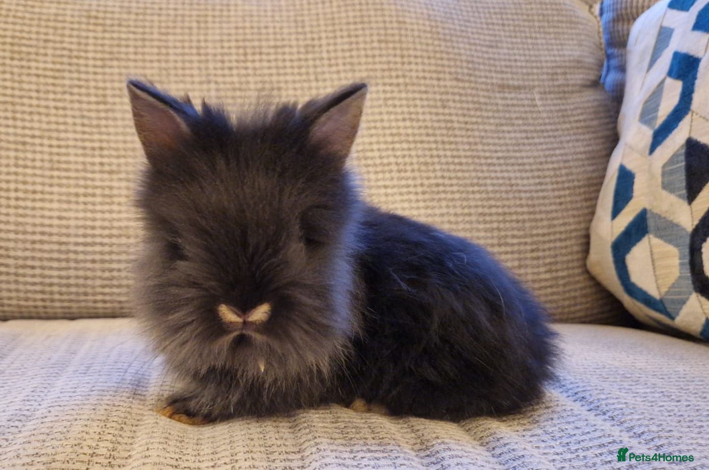 Lionhead rabbits Purebred Lionheads for sale - Advert 15
