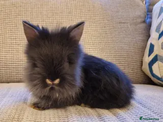 Lionhead rabbits Purebred Lionheads for sale - Advert 15