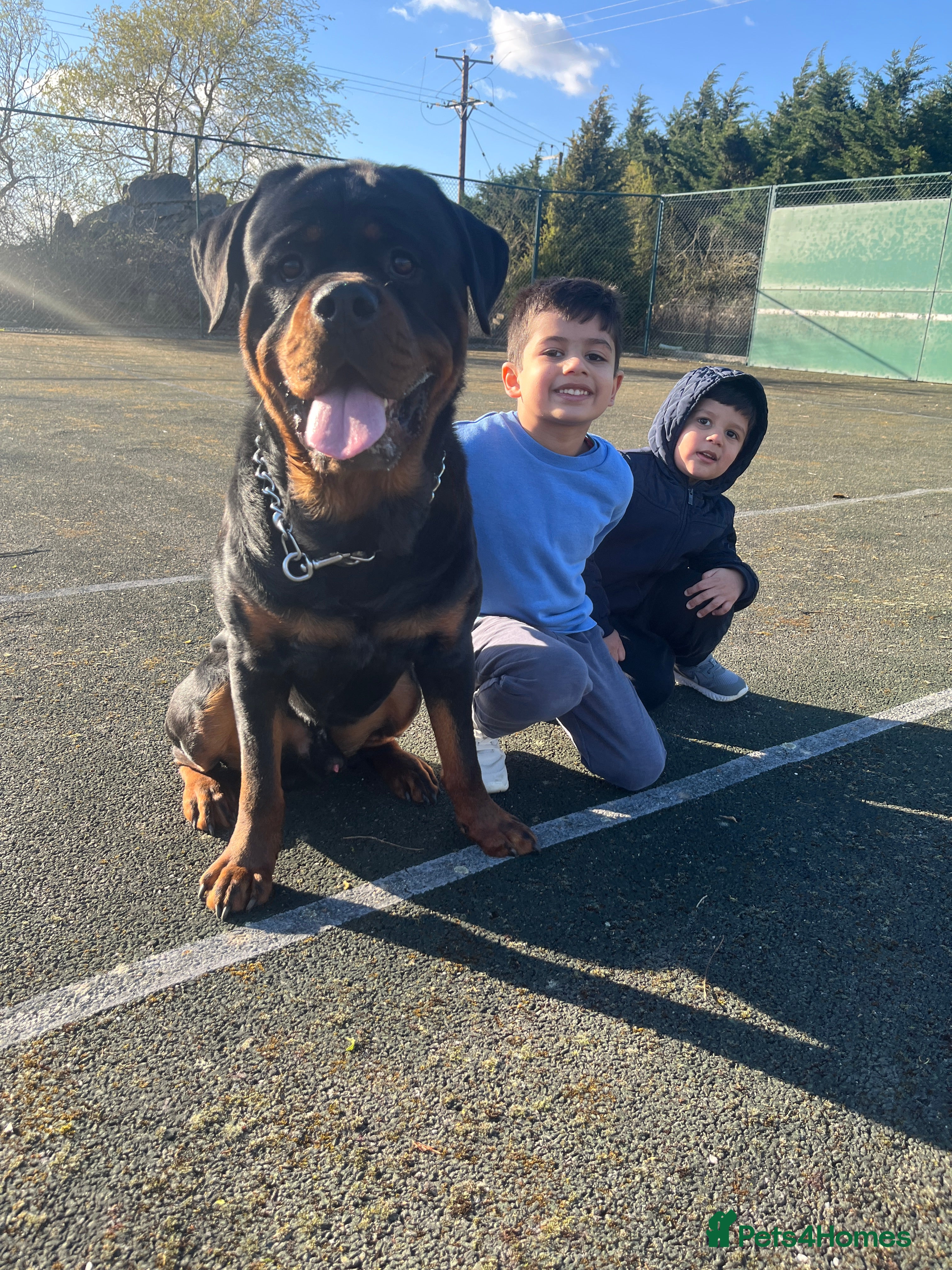 Rottweiler dogs Rottweiler for stud  - Advert 12