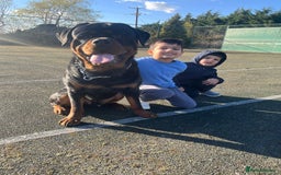 Rottweiler dogs for stud: Rottweiler for stud  - Image 1