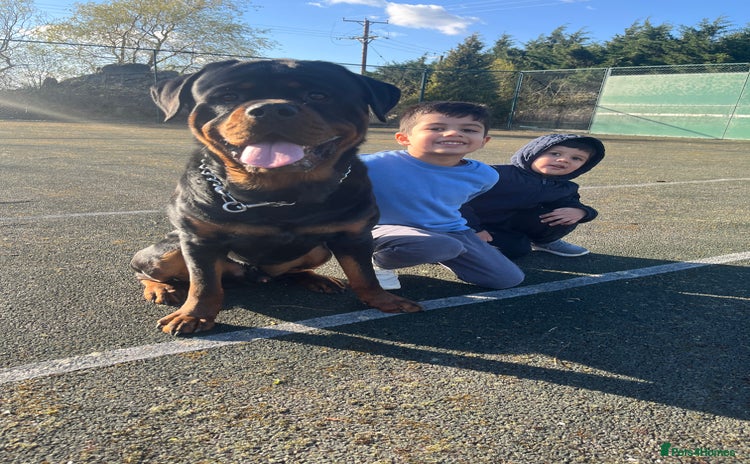 Rottweiler dogs - Advert 6