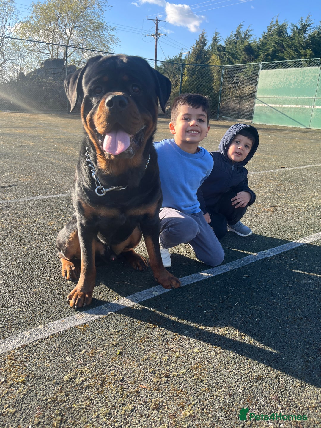 Rottweiler dogs for stud: Rottweiler for stud  - Image 1