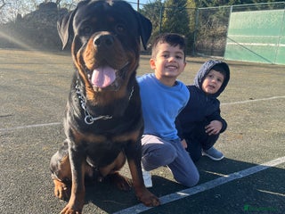 Rottweiler dogs - Advert 2