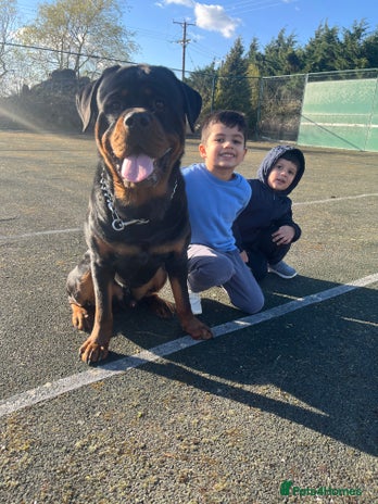 Rottweiler dogs - Advert 1