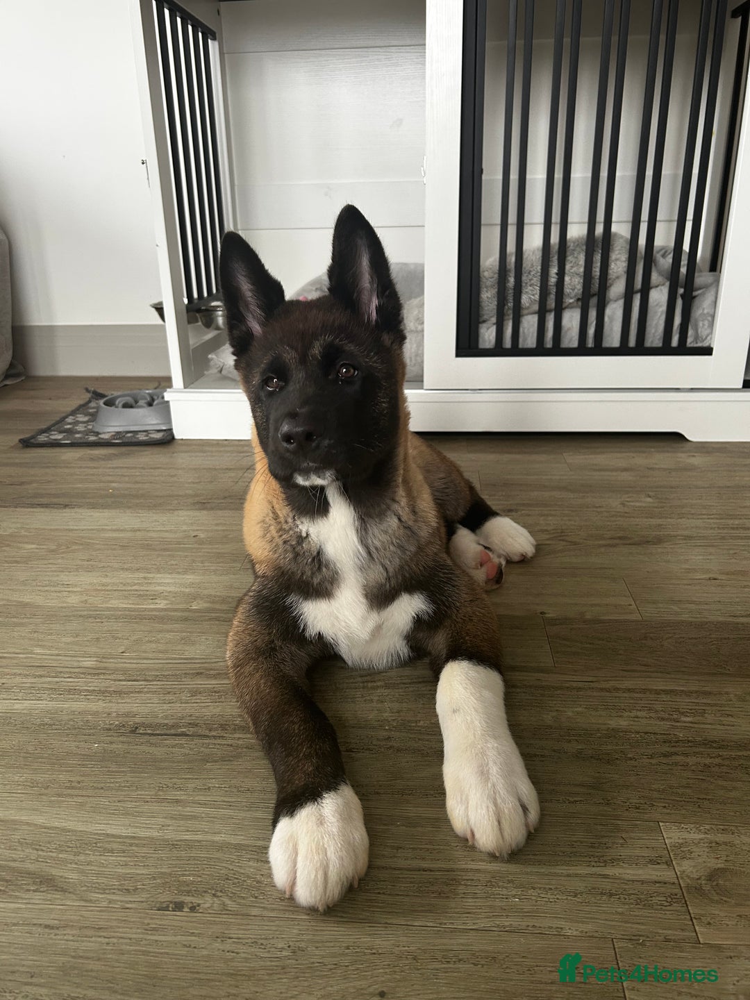 Akita dogs for sale: American Akita puppy looking for new home - Advert 1