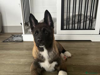 Akita dogs American Akita puppy looking for new home - Advert 1