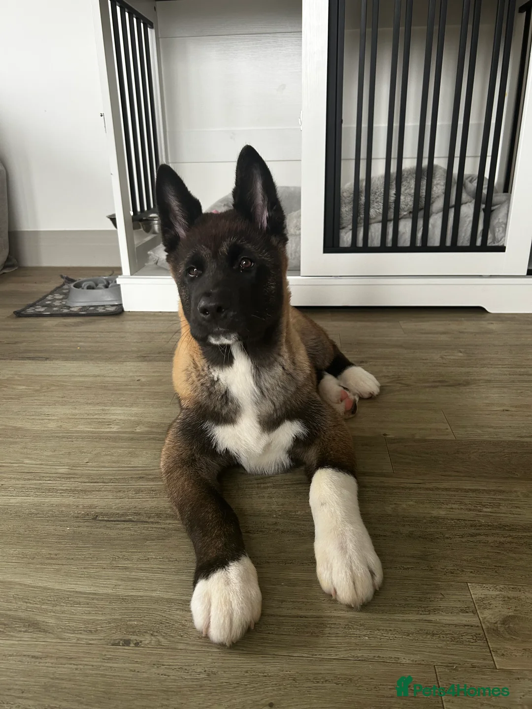 Akita dogs for sale: American Akita puppy looking for new home - Advert 1