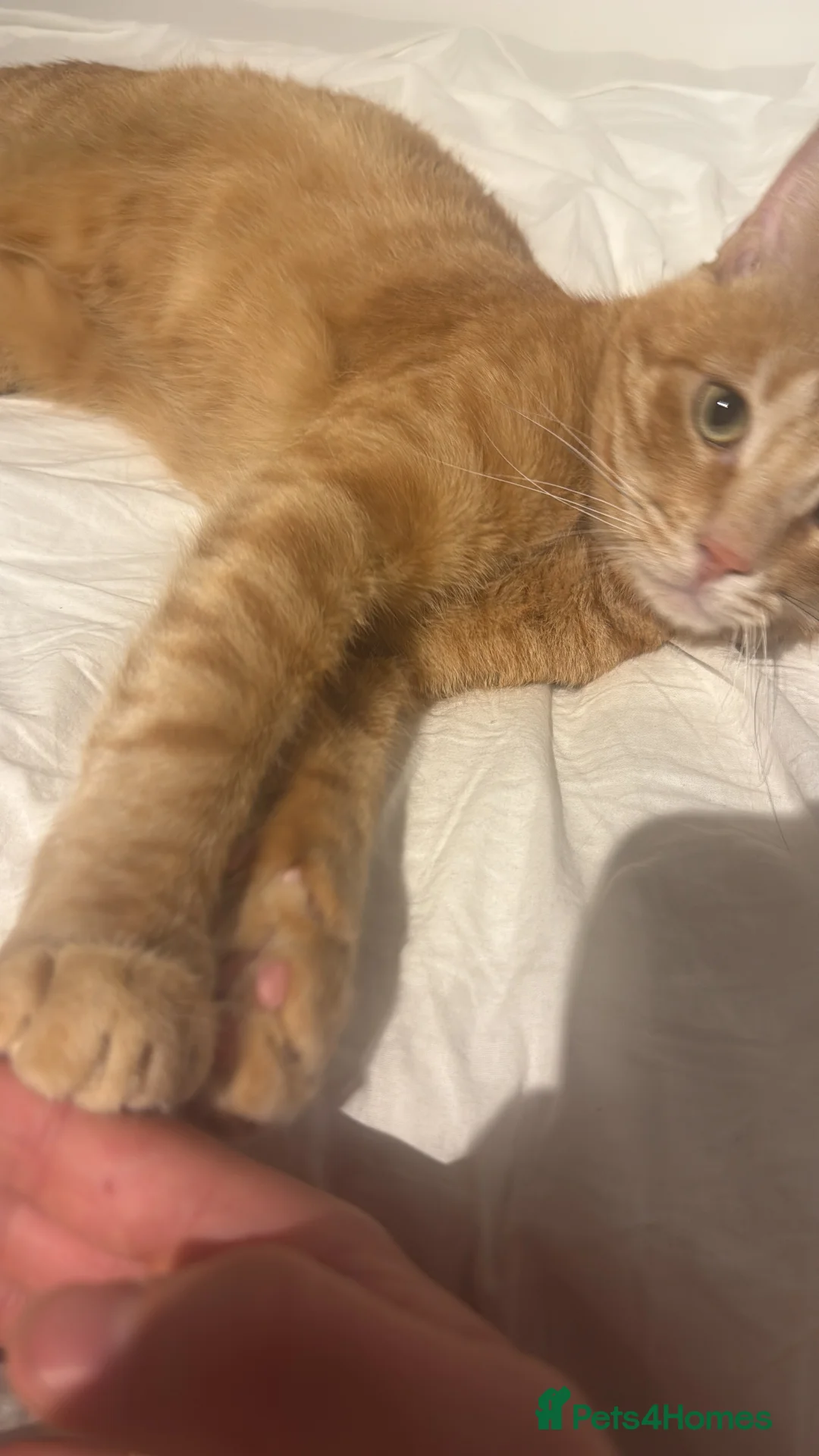 Mixed Breed cats for sale: Baby Cat - Advert 6