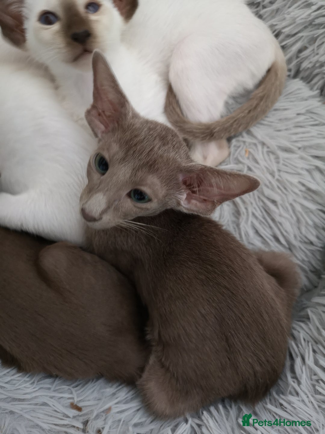 Siamese cats for sale: GCCF Oriental & Siamese  - Image 2