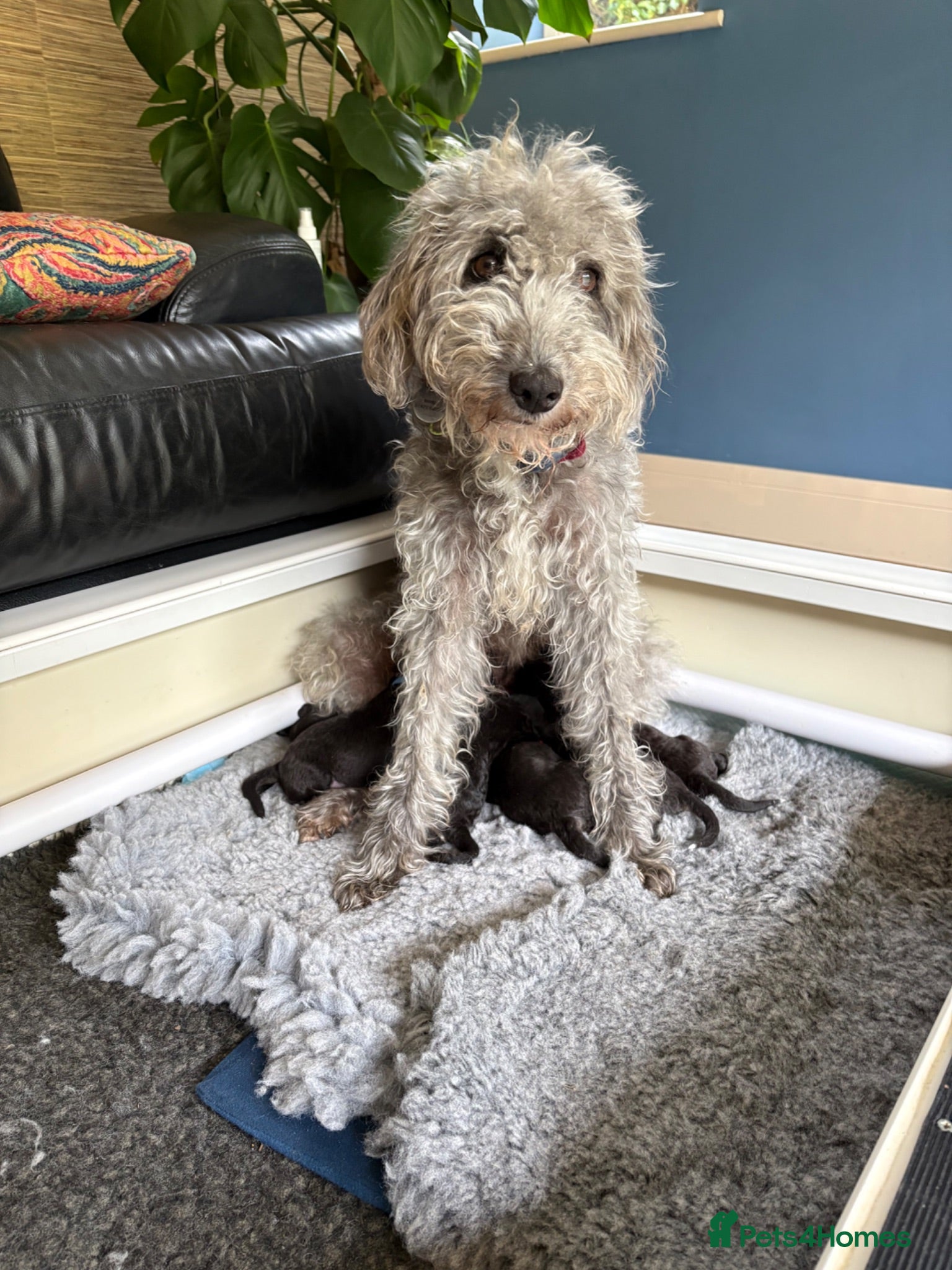 Bedlington Terrier dogs Bedlington puppies - Advert 2