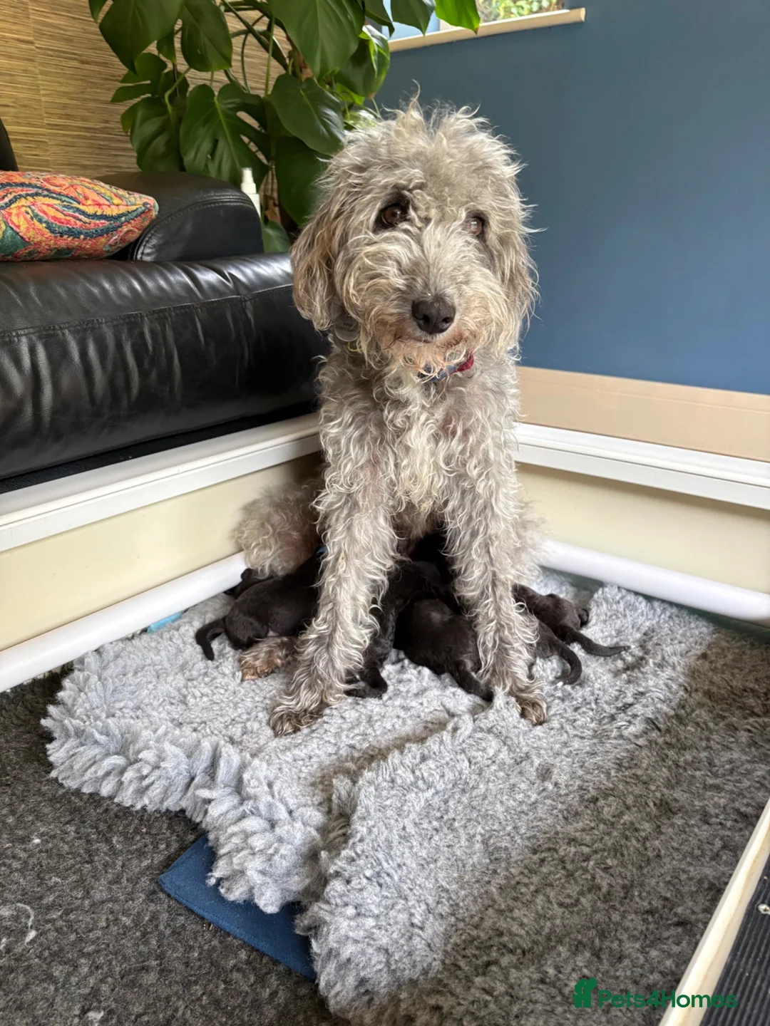 Bedlington Terrier dogs for sale: Bedlington puppies in Burnley - Advert 1
