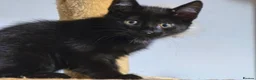 Mixed Breed cats for sale: Kittens for sale - Advert 4