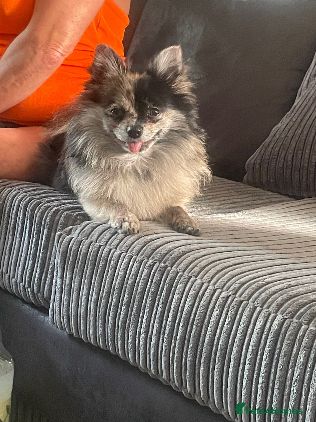 Pomeranian dogs for sale: Beautiful short legged teddy bear Pomeranian pups - Advert 10