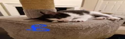 Mixed Breed cats for sale: Lovely kittens looking for forever homes - Advert 13