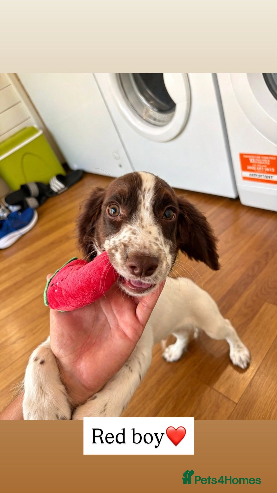 Cocker Spaniel dogs Cocker spaniel puppy’s (last boy left) - Advert 14