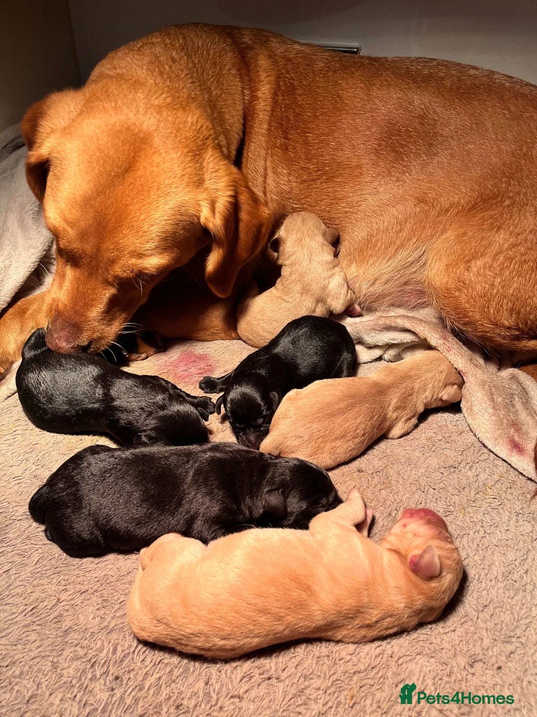 Labrador Retriever dogs for sale: Labrador puppies - Advert 2