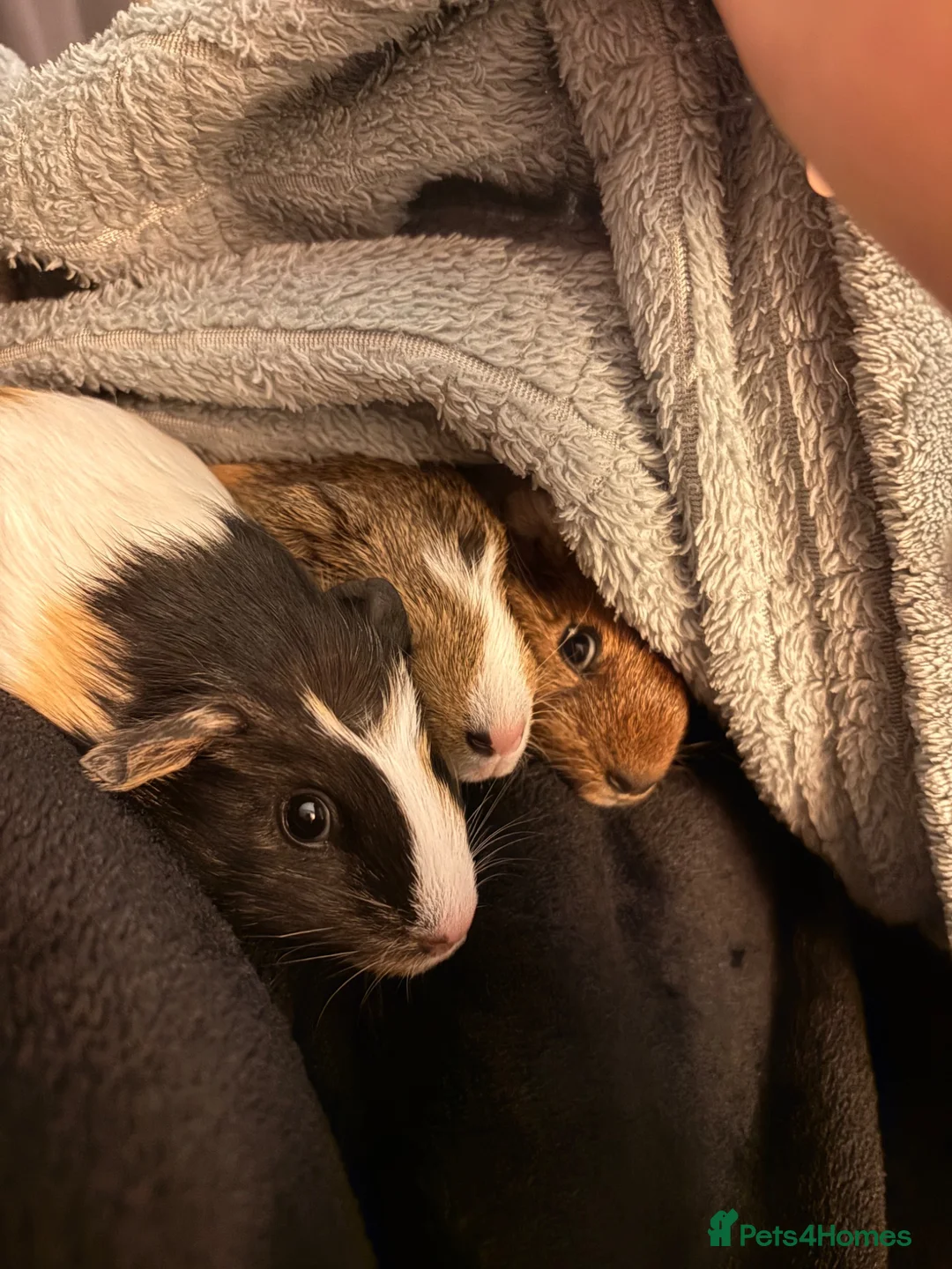 Guinea Pig rodents for sale: Male Guinea Pigs for free in Aylesbury - Advert 1