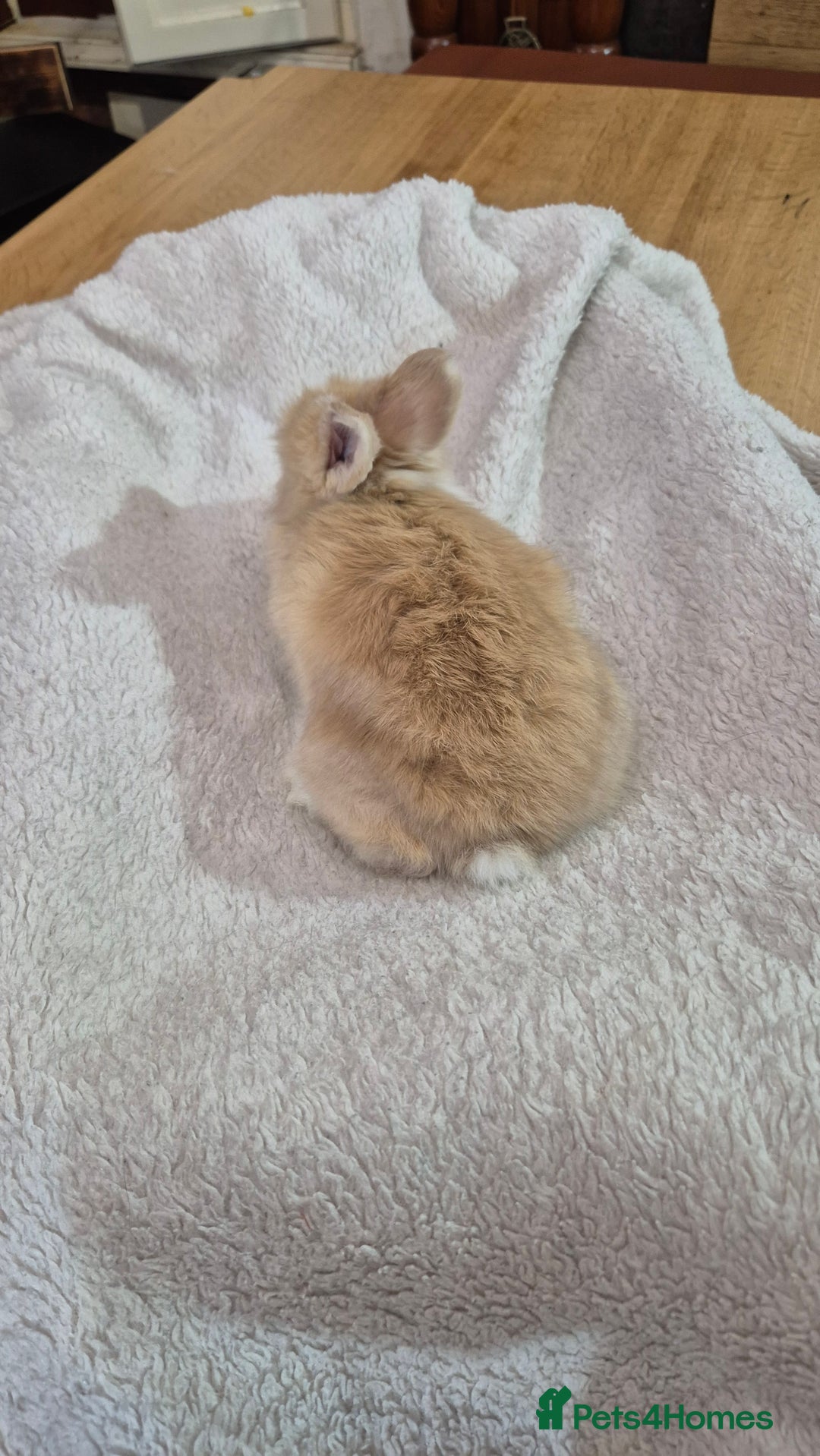 Angora rabbits for sale: Gorgeous Angora Rabbits,  Full (Maxi) faced - Advert 7