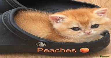 British Shorthair cats - Advert 3