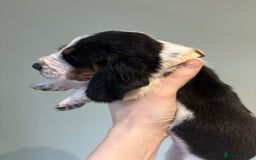 Basset Hound dogs for sale: Bassett hound puppies  - Advert 19