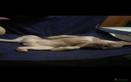 French Bulldog dogs for sale: 🐾 7 of the most Loving French Bulldogs 🐾🐶🩷 - Image 3