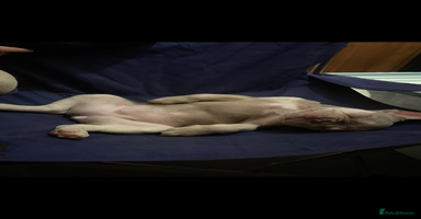 French Bulldog dogs - Advert 3