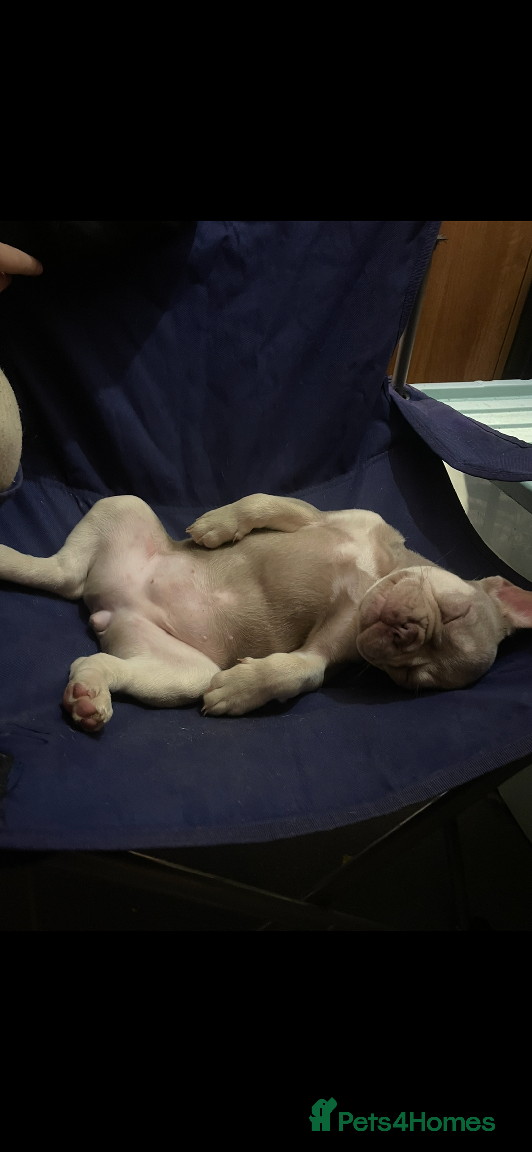 French Bulldog dogs for sale: 🐾 7 of the most Loving French Bulldogs 🐾🐶🩷 - Image 3