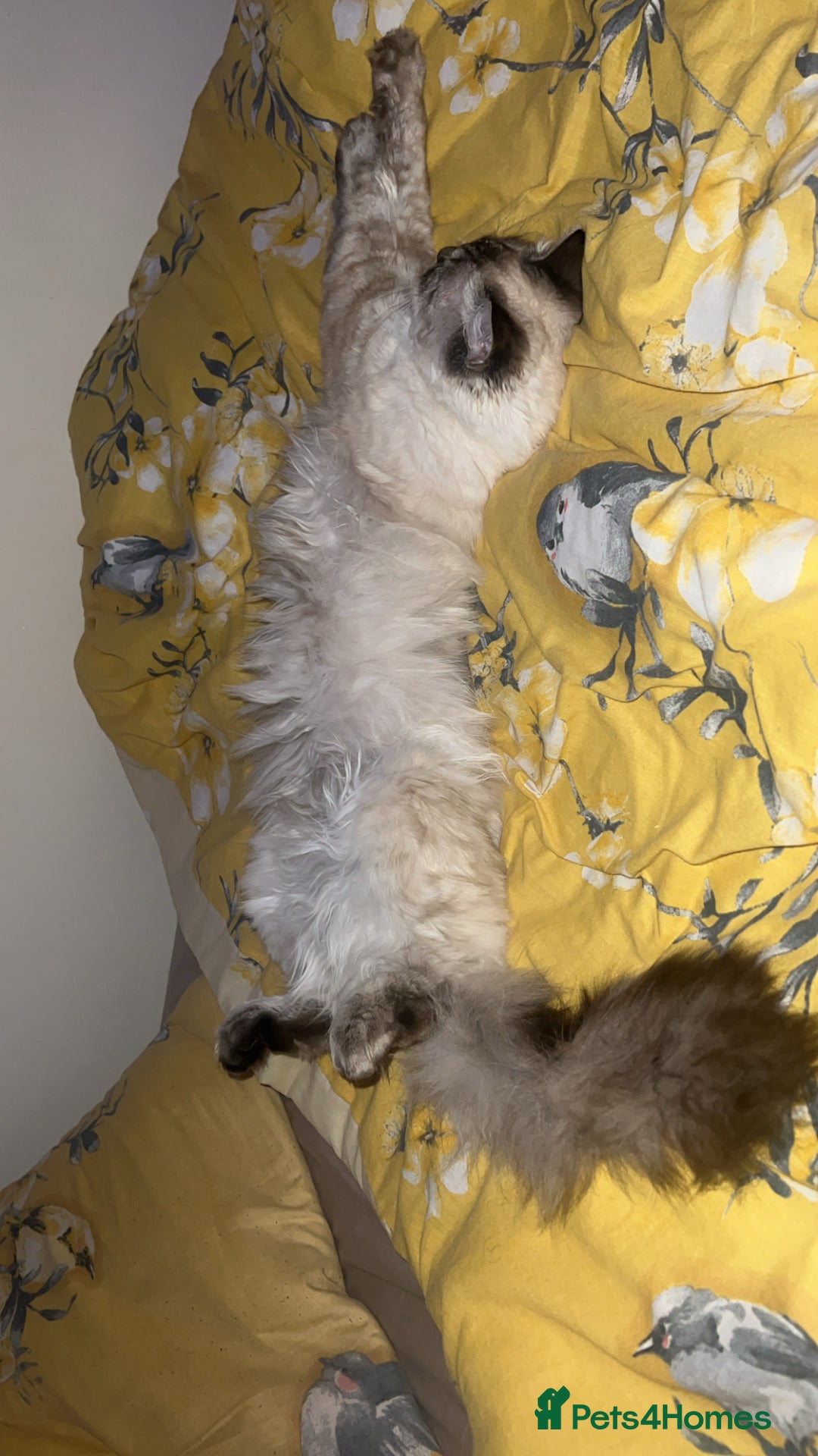 Ragdoll cats for sale: Stunning & Rare Chocolate Point Ragdoll  - Advert 5