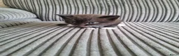 British Shorthair cats for sale: 5 kittens for sale  - Advert 4