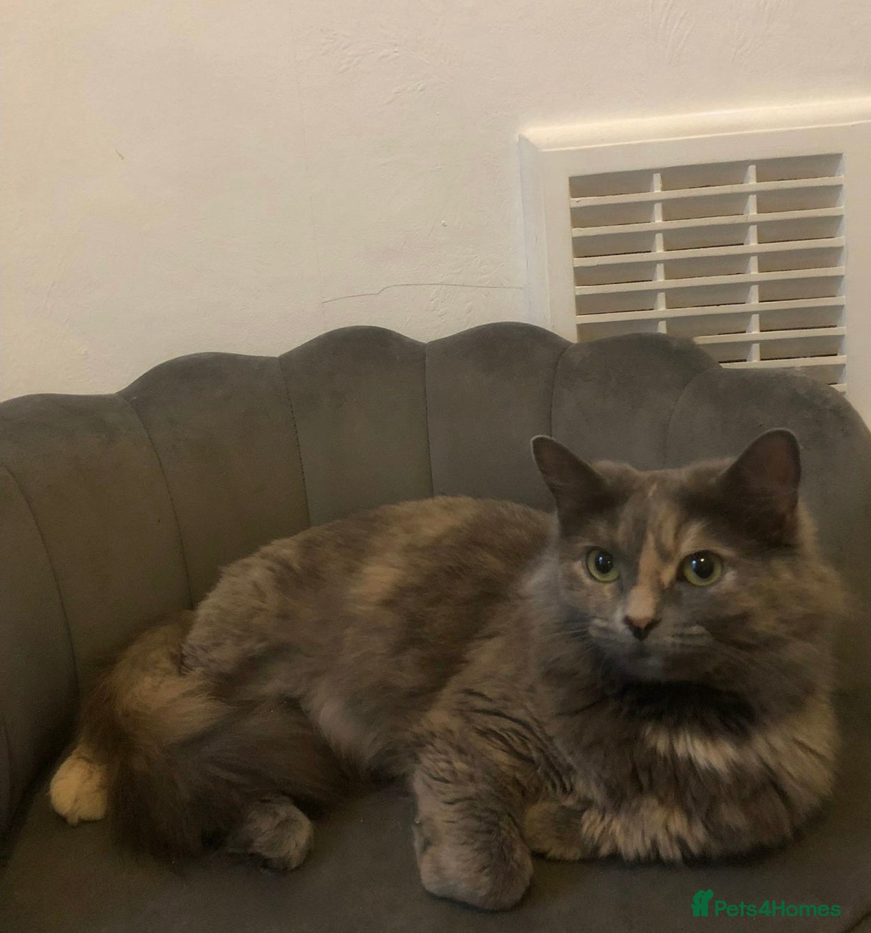 British Longhair cats Stunning adult cat for rehoming  - Advert 1