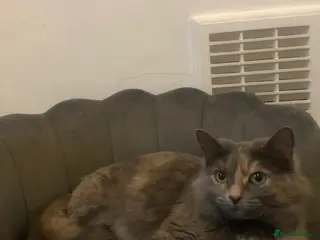 British Longhair cats Stunning adult cat for rehoming - Advert 1