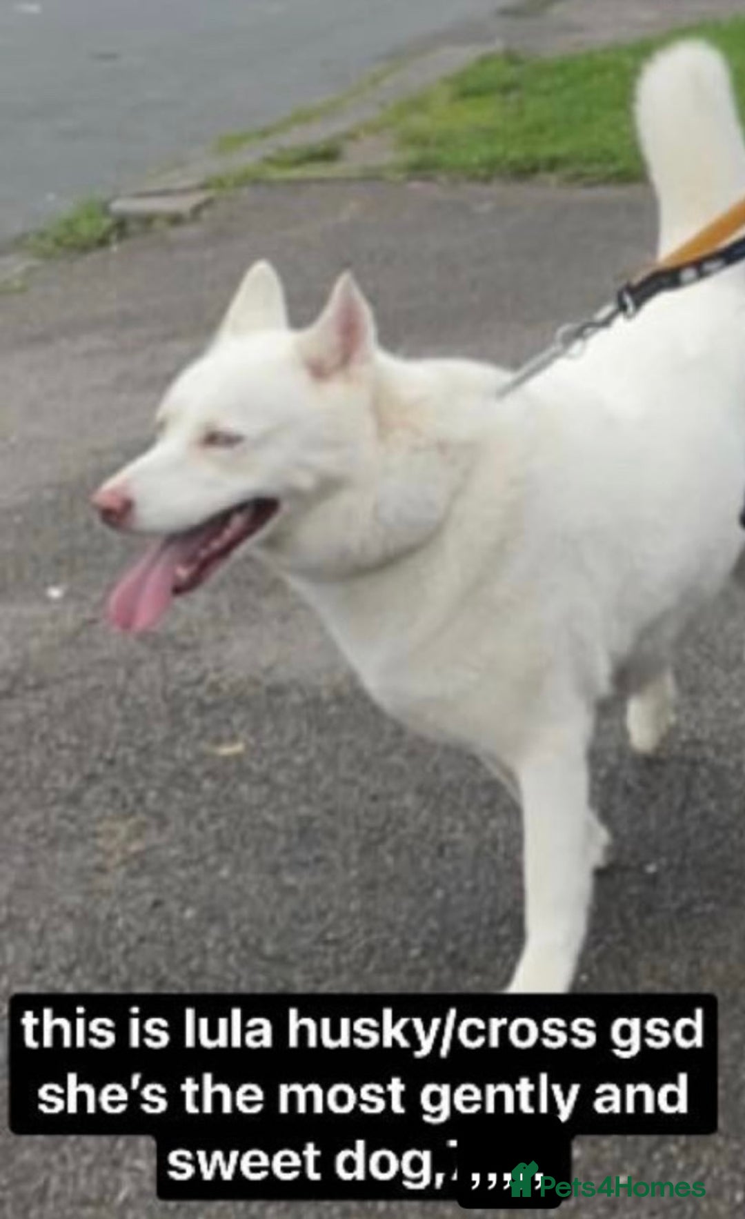 Shepsky dogs for sale: Shepsky apollo - Advert 6