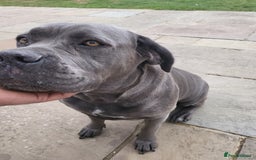 Cane Corso dogs for sale: Dutchess blue cane corso  - Image 2