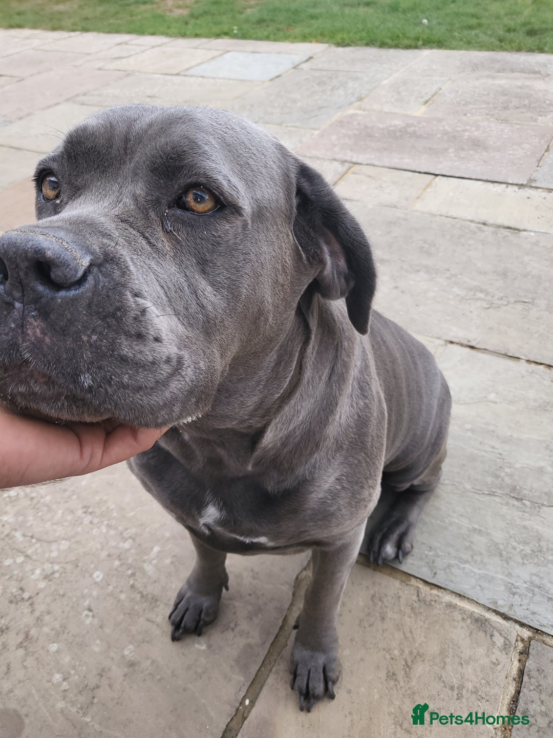 Cane Corso dogs for sale: Dutchess blue cane corso  - Image 2