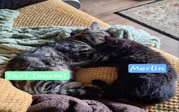 Domestic Shorthair cats for sale: 2 male kittens ready to leave today!  - Image 29