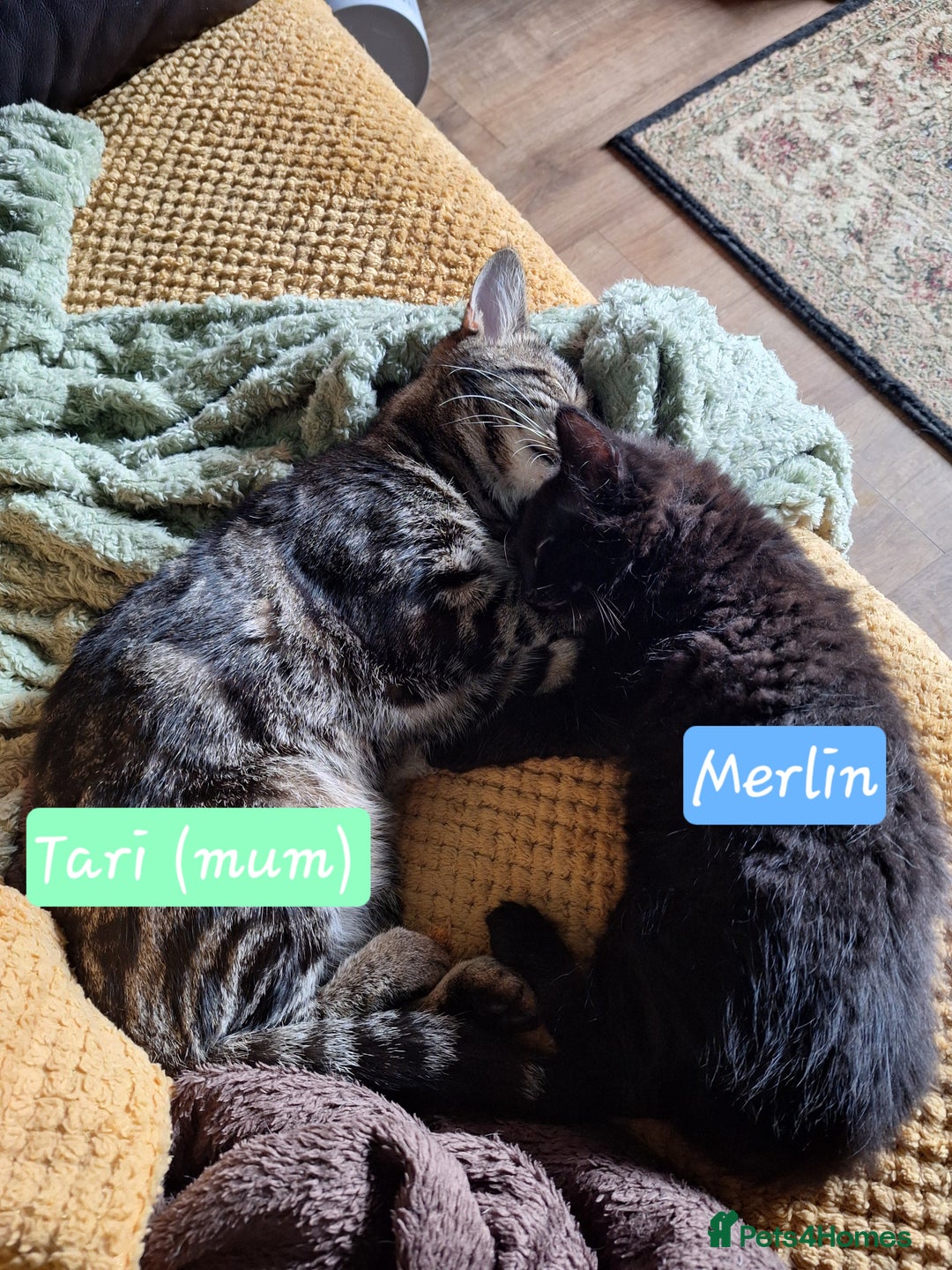 Domestic Shorthair cats for sale: 2 male kittens ready to leave today!  - Image 29