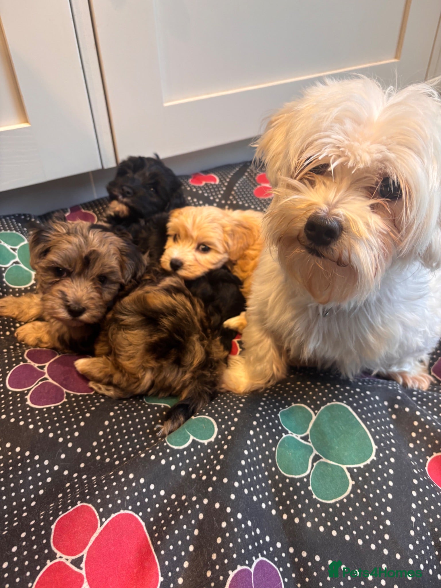 Maltipoo dogs ✨Extensively health tested pups ✨  - Advert 1