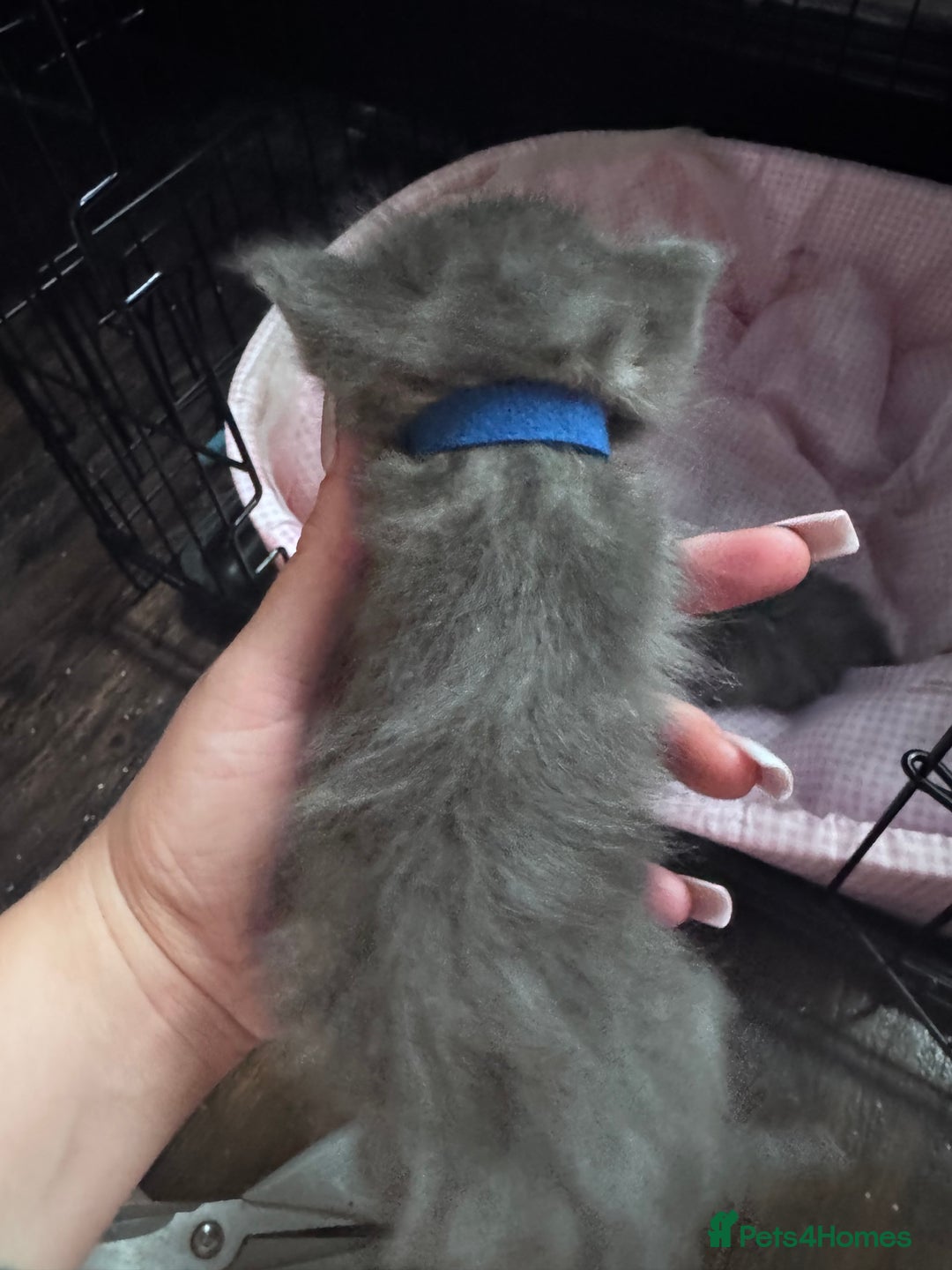 Maine Coon cats for sale: READY NOW Maine coon kittens  - Image 9